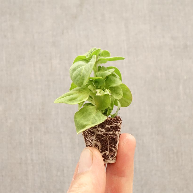 Petunia Amazonas Plum Cockatoo mini zolla... esemplare consegnato in primavera