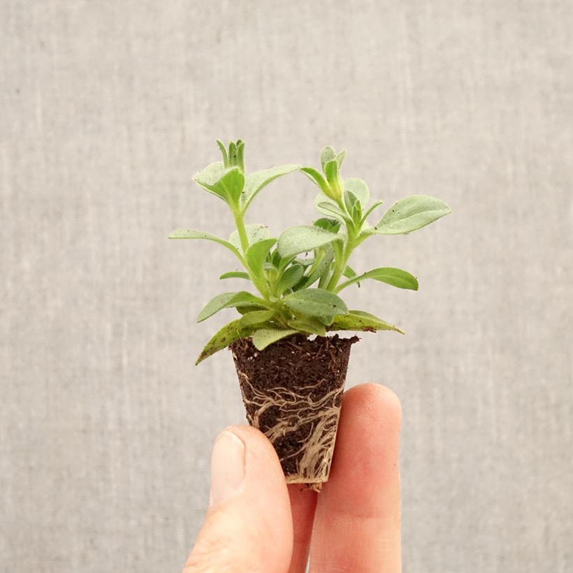 Petunia Bee's Knees mini zolla... esemplare consegnato in primavera