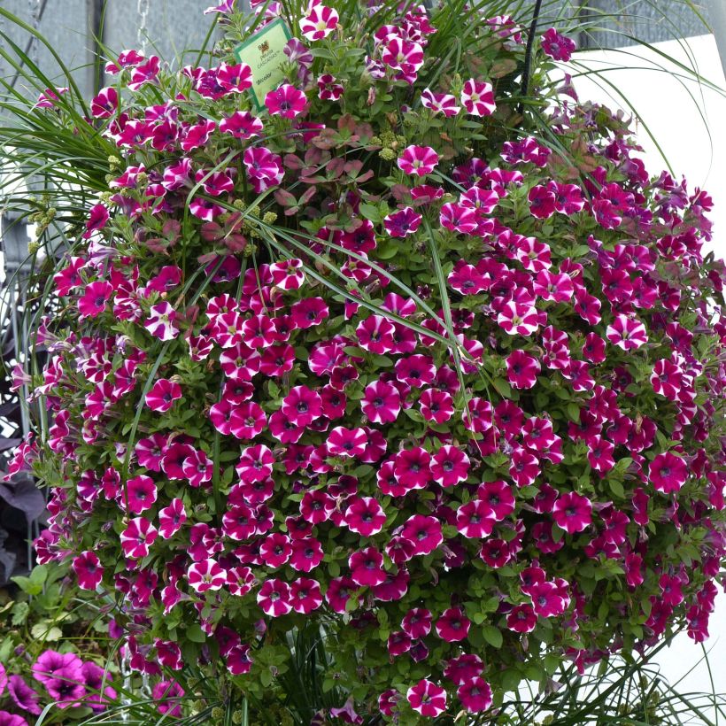Petunia Bicolor Cabernet (Porto)