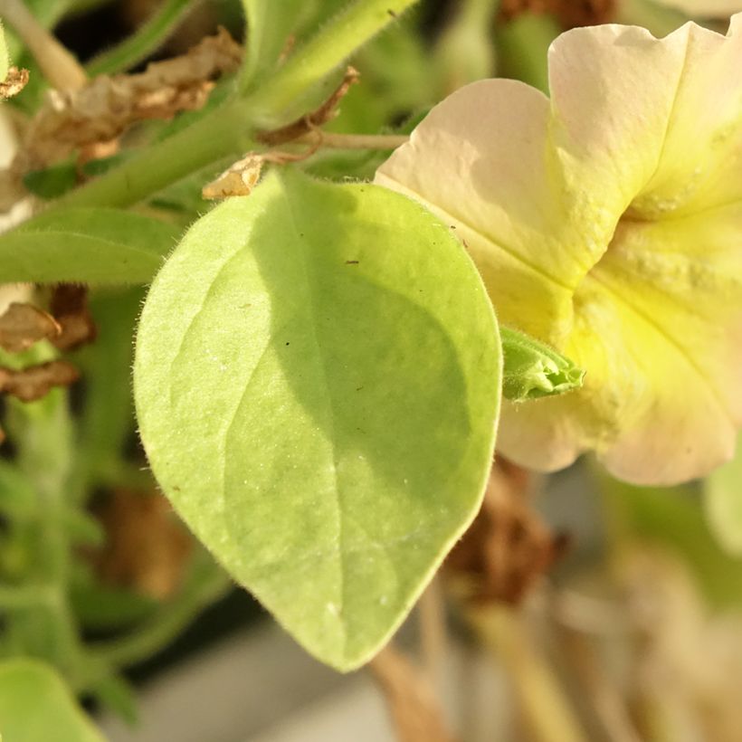 Petunia Cascadia Indian Summer (Fogliame)