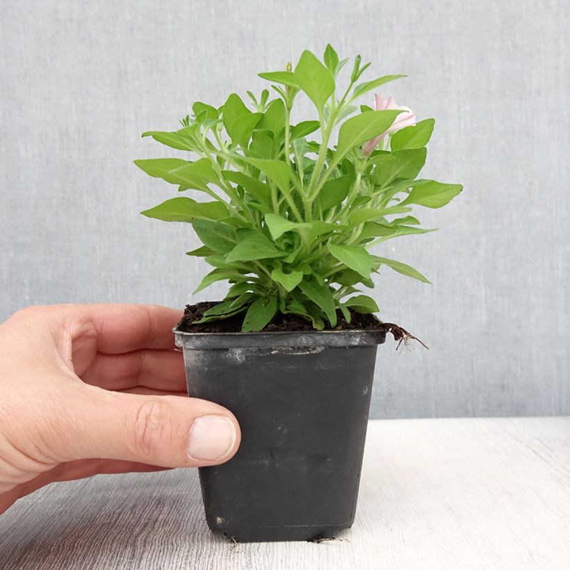 Petunia Supertunia Pink Star Vasetto da 8/9 cm esemplare consegnato in primavera