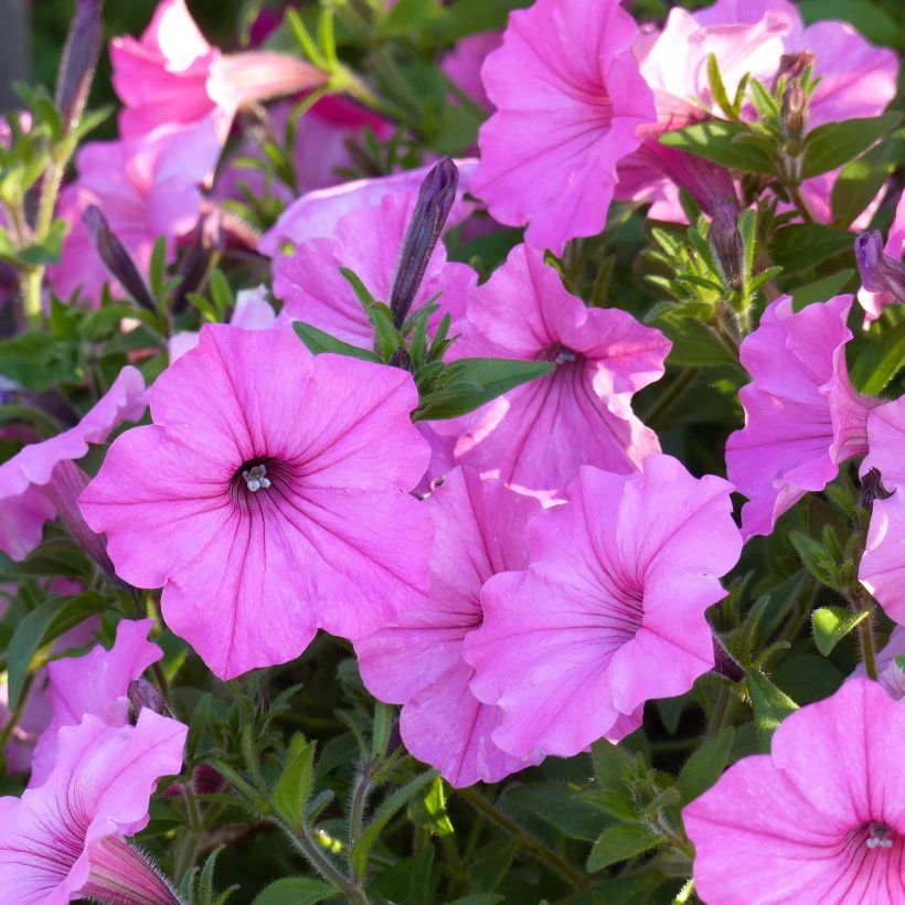 Petunia Supertunia Vista Bubblegum (Fioritura)