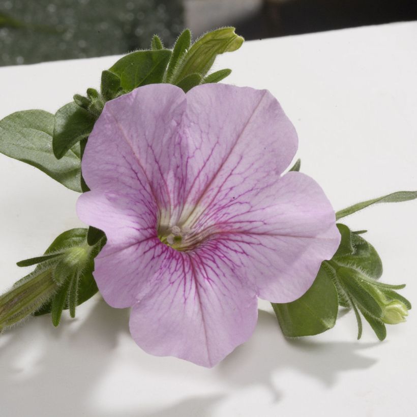 Surfinia Sweet Pink (Fioritura)