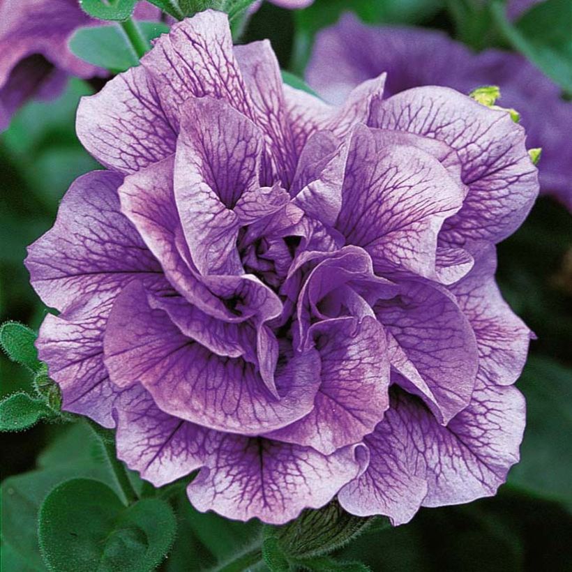 Petunia Tumbelina Priscilla (Fioritura)