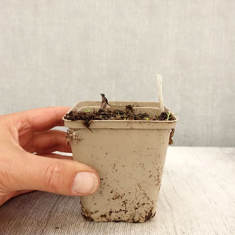 Esemplare di Peucedanum ostruthium Daphnis Vasetto da 8/9 cm come consegnato in autunno