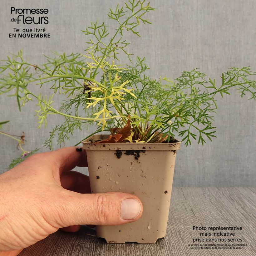 Esemplare di Peucedanum rablense - Imperatoria austriaca Vasetto da 8/9 cm come consegnato in autunno