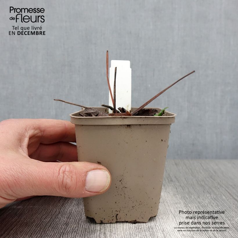 Esemplare di Peucedanum verticillare - Imperatoria di Tommasini Vasetto da 8/9 cm come consegnato in autunno