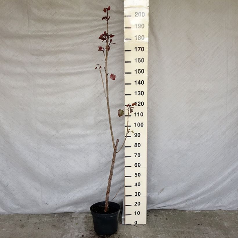 Populus deltoides Purple Tower Vaso da 7,5L/10L esemplare consegnato in primavera