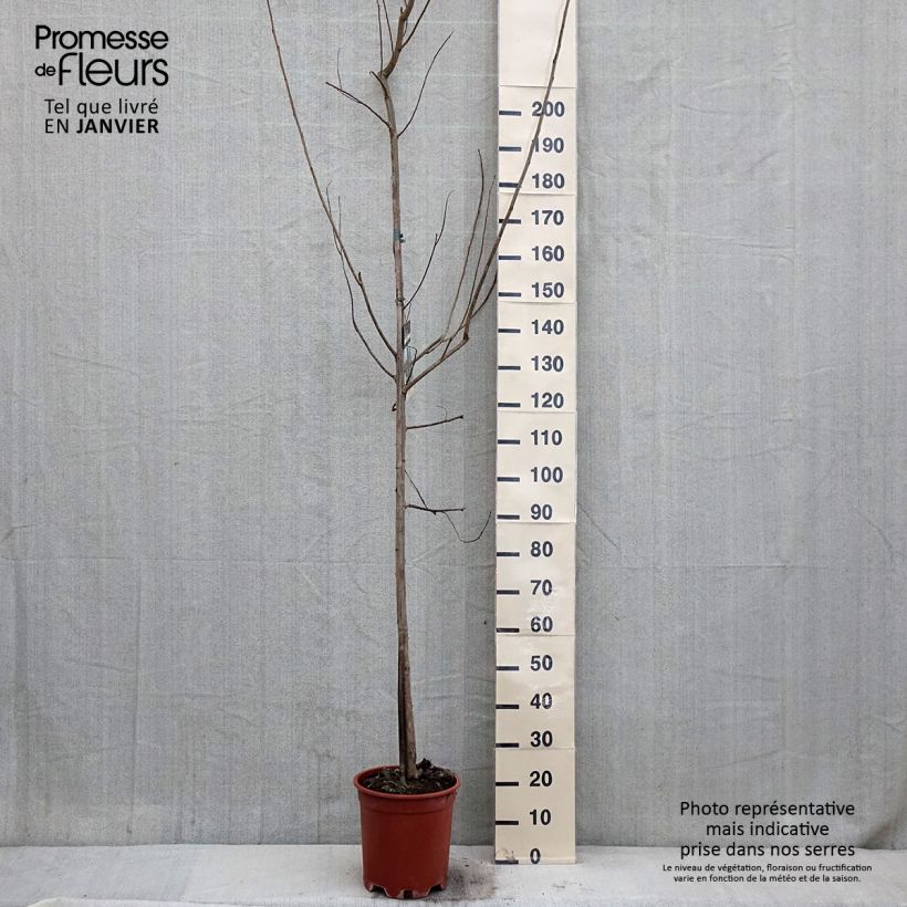 Populus euramericana Robusta Vaso da 7,5L/10L esemplare consegnato in inverno