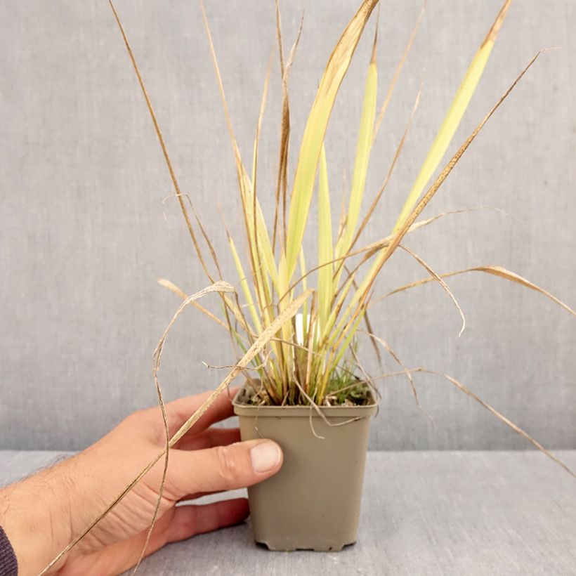 Esemplare di Phaenosperma globosa Vasetto da 8/9 cm come consegnato in autunno