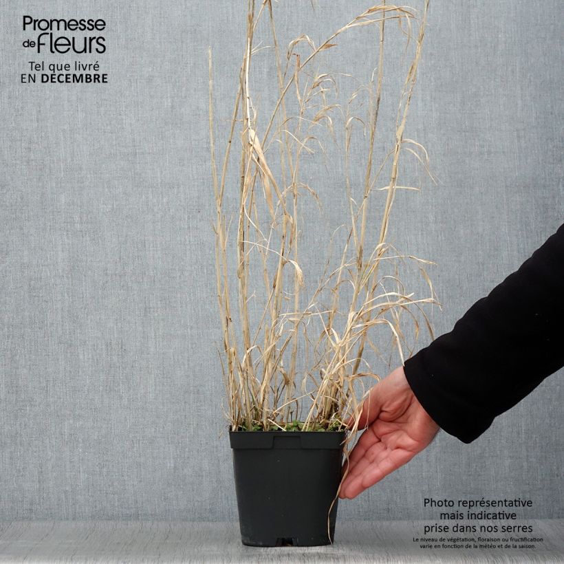 Esemplare di Phalaris arundinacea Picta - Saggina spagnola Vaso da 2L/3L come consegnato in autunno