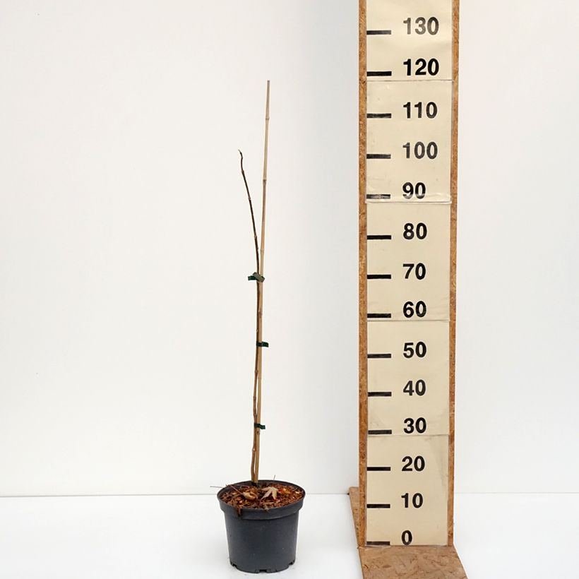 Esemplare di Phellodendron amurense - Sughero Amur Vaso da 4L/5L come consegnato in autunno