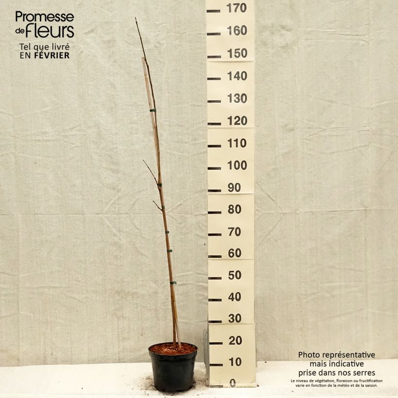 Phellodendron amurense - Sughero Amur Vaso da 4L/5L esemplare consegnato in inverno