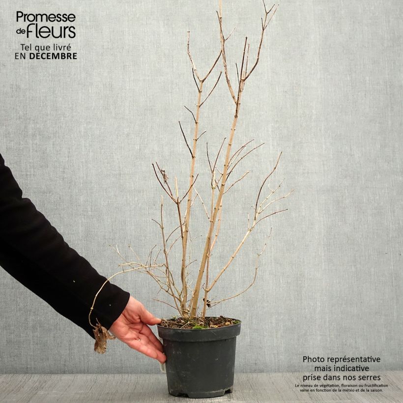 Esemplare di Philadelphus persica Bouquet Blanc - Filadelfo Vaso da 2L/3L come consegnato in autunno