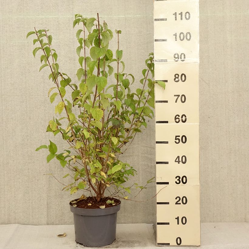 Esemplare di Philadelphus persica Bouquet Blanc - Filadelfo Vaso da 7,5L/10L come consegnato in autunno
