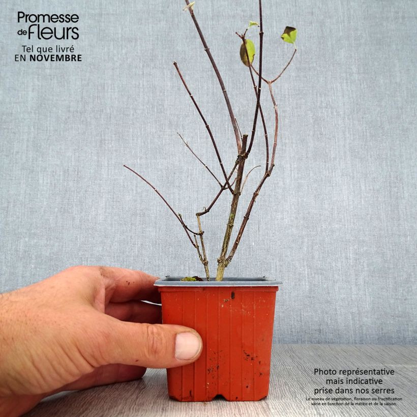 Esemplare di Philadelphus coronarius - Fior d'angiolo Vasetto da 8/9 cm come consegnato in autunno