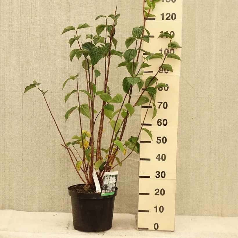 Esemplare di Philadelphus coronarius - Fior d'angiolo Vaso da 4L/5L come consegnato in autunno