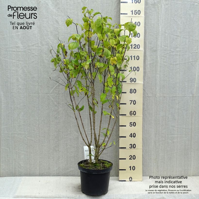 Esemplare di Philadelphus coronarius - Fior d'angiolo Vaso da 4L/5L consegnato in estate