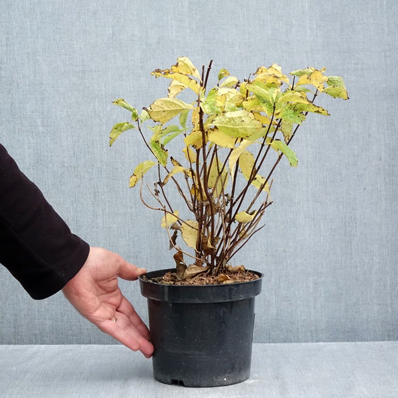 Esemplare di Philadelphus coronarius - Fior d'angiolo Vaso da 2L/3L come consegnato in autunno