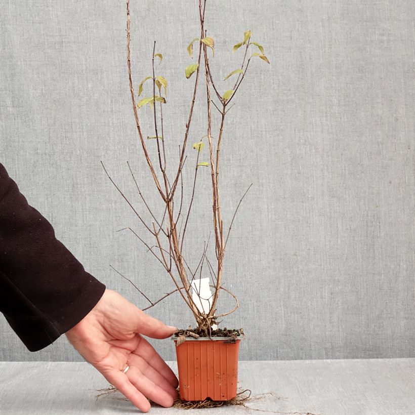 Esemplare di Philadelphus Dame Blanche - Filadelfo Vasetto da 8/9 cm come consegnato in autunno