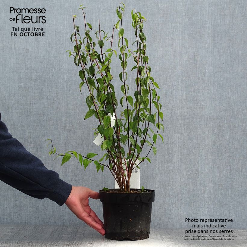 Esemplare di Philadelphus Dame Blanche - Filadelfo Vaso da 3L/4L come consegnato in autunno