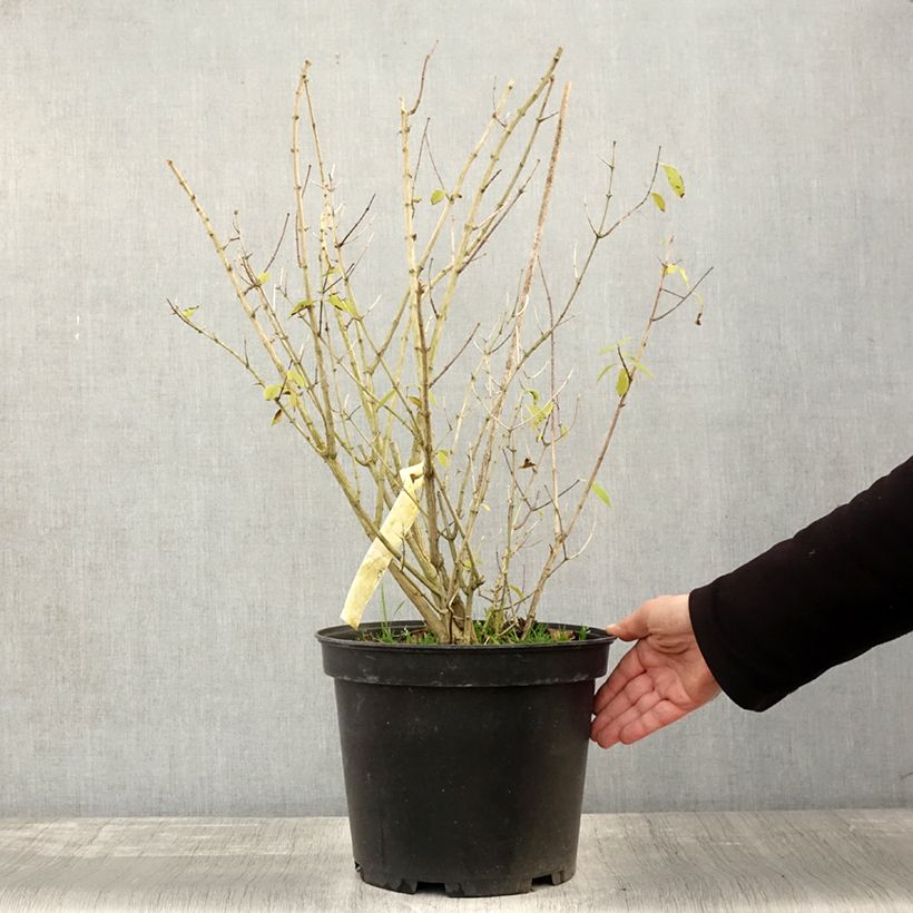 Esemplare di Philadelphus lemoinei Innocence - Filadelfo Vaso da 7,5L/10L come consegnato in autunno