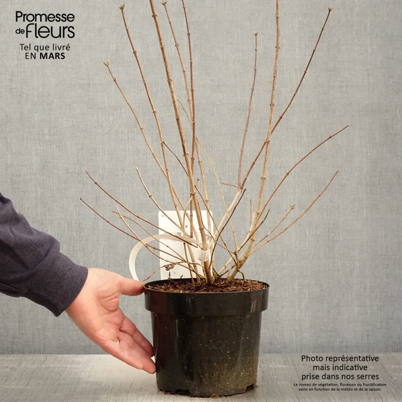 Philadelphus virginalis Minnesota Snowflake - Filadelfo Vaso da 2L/3L esemplare consegnato in primavera