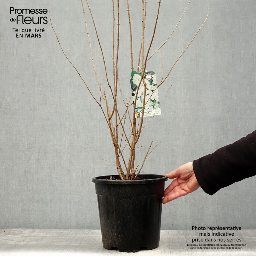 Philadelphus virginalis Minnesota Snowflake - Filadelfo Vaso da 7,5L/10L esemplare consegnato in primavera