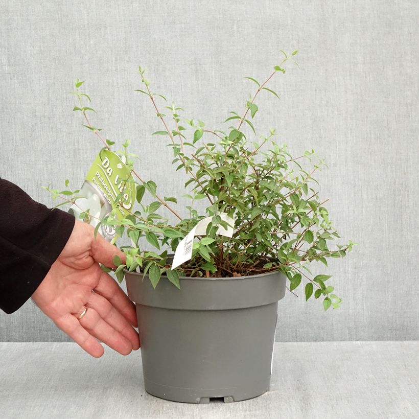 Esemplare di Philadelphus Petite Perfume White - Filadelfo Vaso da 3L/4L come consegnato in autunno