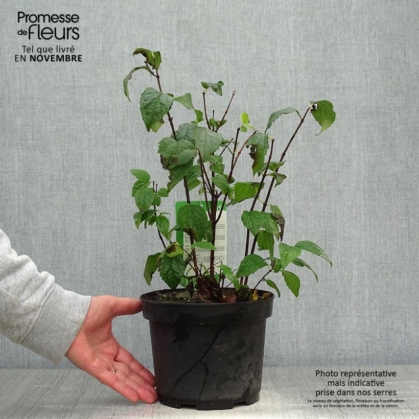 Esemplare di Philadelphus Virginal - Filadelfo Vaso da 3L/4L come consegnato in autunno