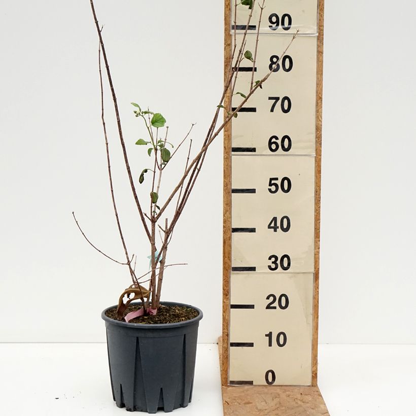 Esemplare di Philadelphus Virginal - Filadelfo Vaso da 7,5L/10L come consegnato in autunno