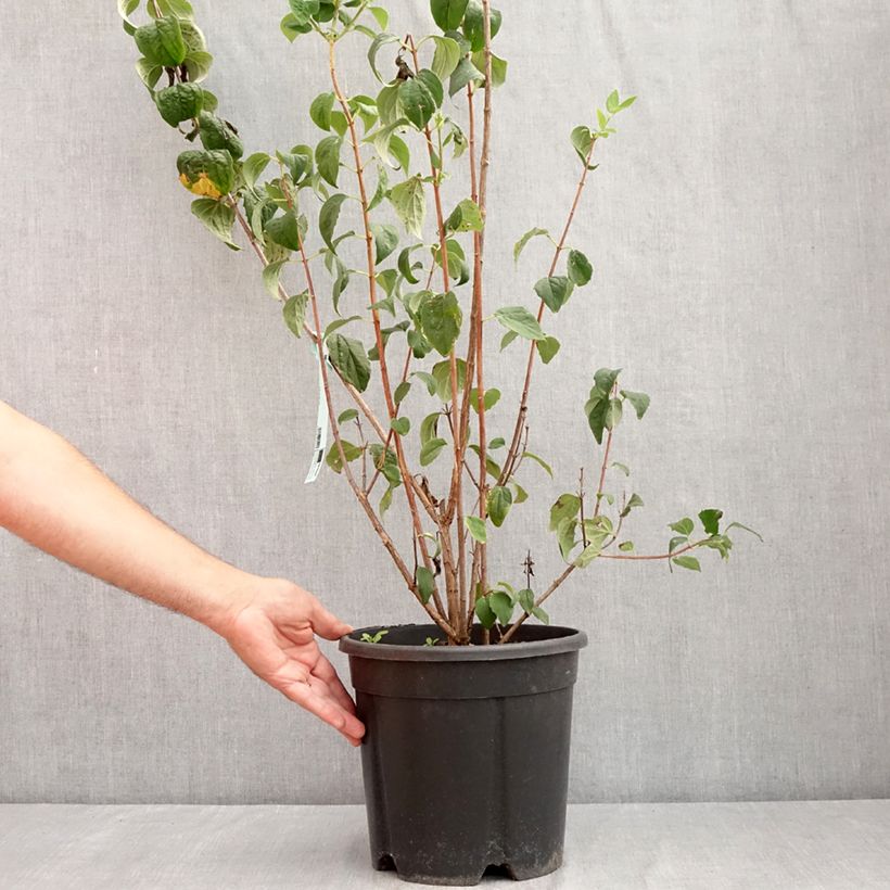 Esemplare di Philadelphus Virginal - Filadelfo Vaso da 7,5L/10L consegnato in estate