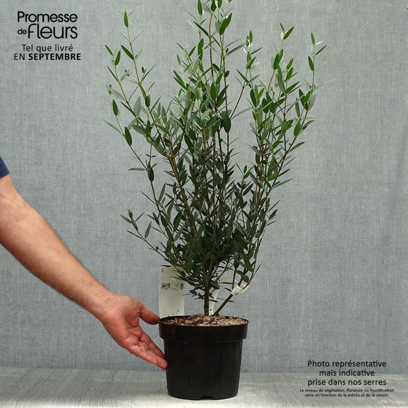 Esemplare di Phillyrea angustifolia - Ilatro sottile Vaso da 2L/3L come consegnato in autunno