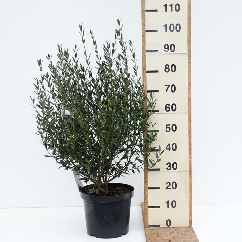 Phillyrea angustifolia - Ilatro sottile Vaso da 7,5L/10L esemplare consegnato in inverno