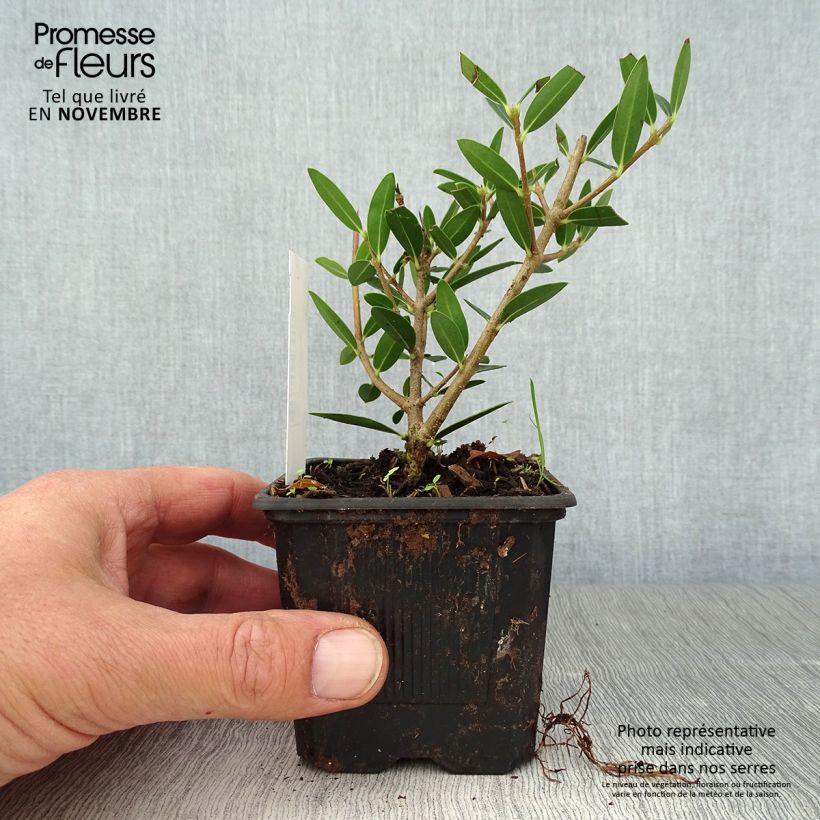 Esemplare di Phillyrea angustifolia Green Up - Ilatro sottile Vasetto da 8/9 cm come consegnato in autunno