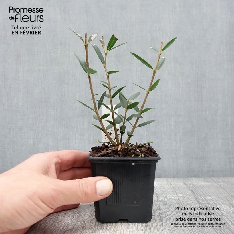 Phillyrea angustifolia Green Up - Ilatro sottile Vasetto da 8/9 cm esemplare consegnato in inverno