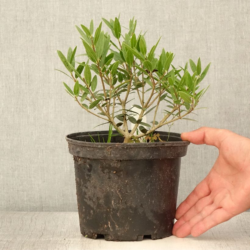 Esemplare di Phillyrea angustifolia Green Up - Ilatro sottile Vaso da 3L/4L consegnato in estate