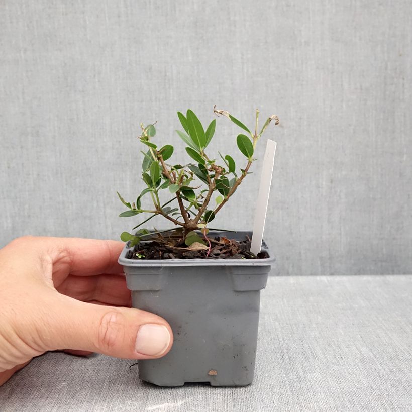 Esemplare di Phillyrea angustifolia GreenQuick - Ilatro sottile Vasetto da 8/9 cm come consegnato in autunno