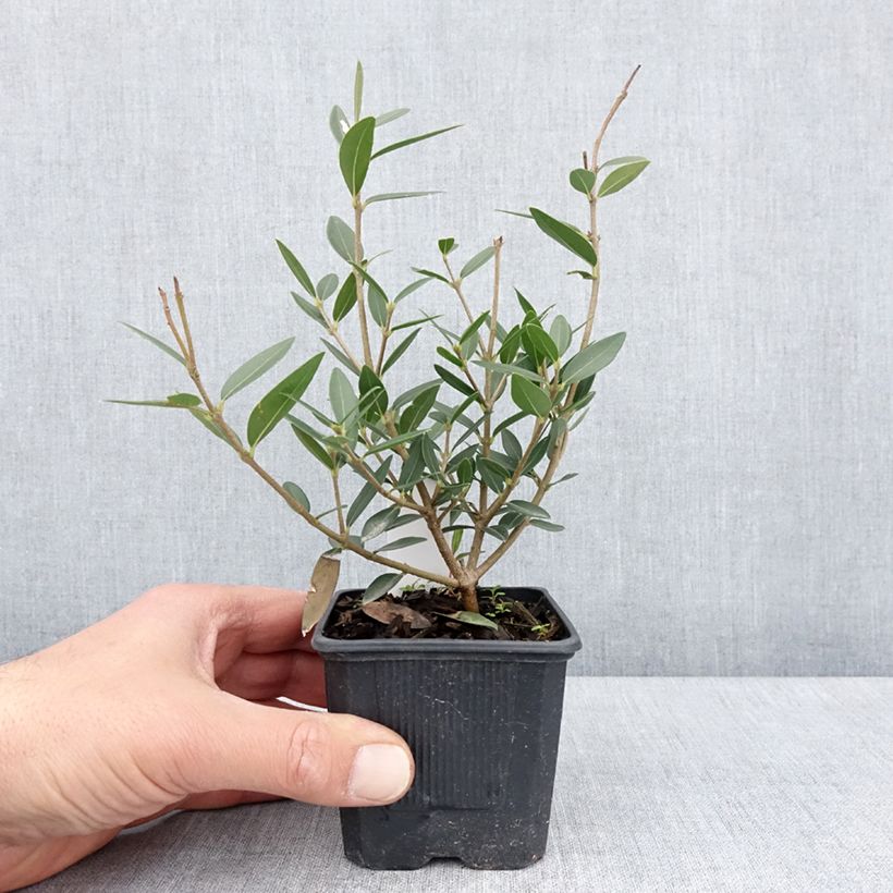 Phillyrea angustifolia GreenQuick - Ilatro sottile Vasetto da 8/9 cm esemplare consegnato in primavera