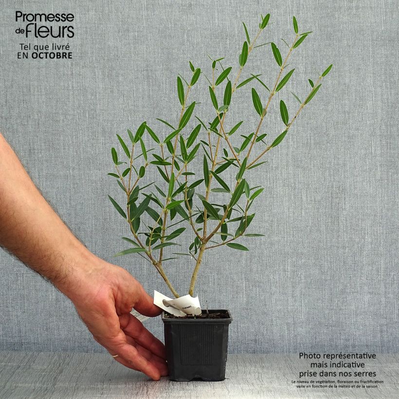 Esemplare di Phillyrea Rosmarinifolia - Ilatro sottile Vasetto da 8/9 cm come consegnato in autunno