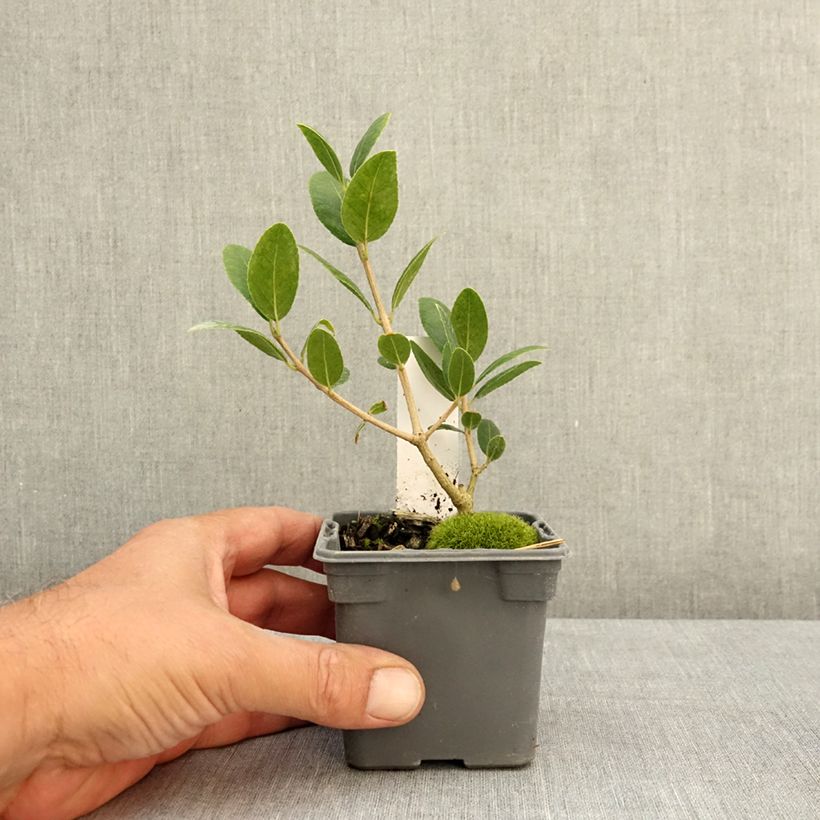 Esemplare di Phillyrea latifolia - Ilatro comune Vasetto da 8/9 cm consegnato in estate