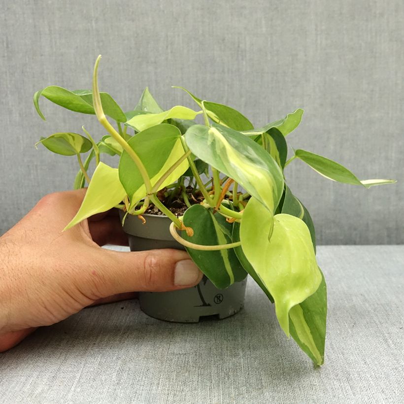 Filodendro - Philodendron scandens Brasil Vaso da Ø 10 cm/11 cm esemplare consegnato in primavera