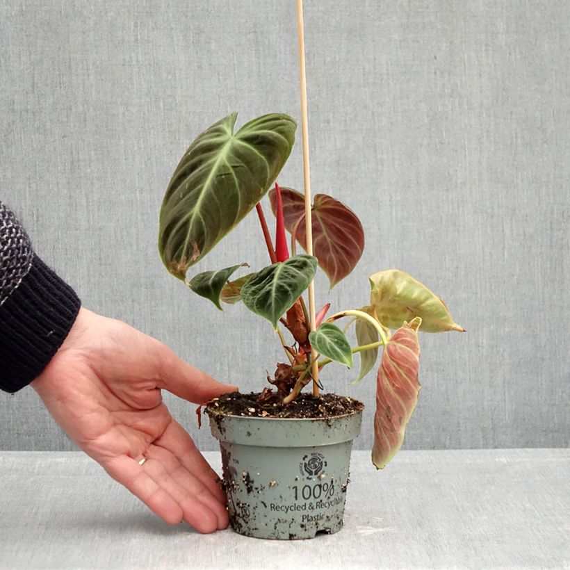 Filodendro - Philodendron El Choco Red Vaso da Ø 12 cm / 13 cm esemplare consegnato in primavera