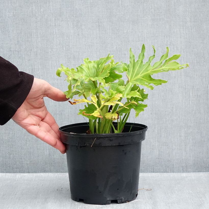 Esemplare di Philodendron xanadu Hope Vaso da 2L/3L come consegnato in autunno