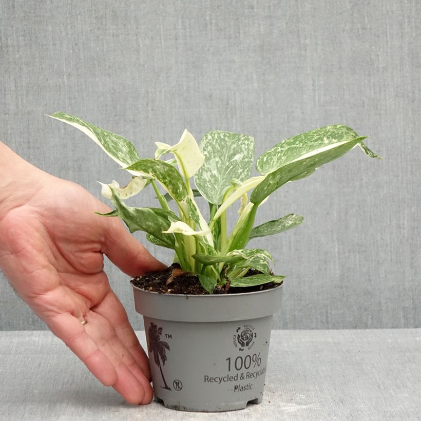 Filodendro - Philodendron Jose Buono Vaso da Ø 12 cm / 13 cm esemplare consegnato in primavera