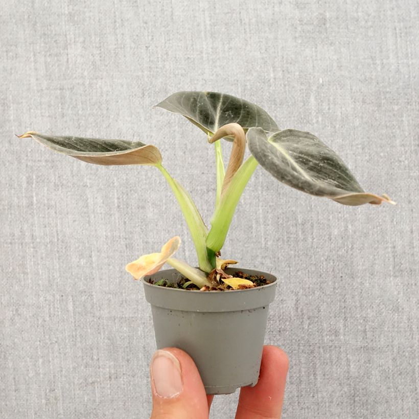 Filodendro - Philodendron melanochrysum Mini-plante esemplare consegnato in primavera