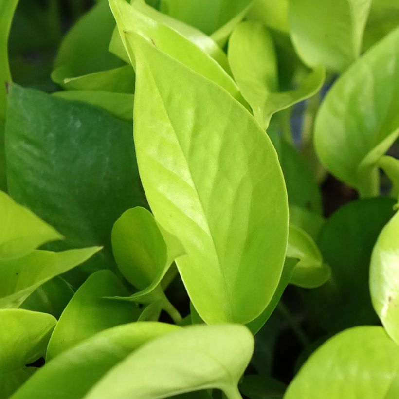 Filodendro - Philodendron Neon (Fogliame)