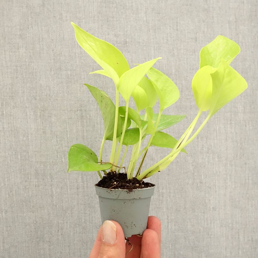 Esemplare di Filodendro - Philodendron Neon Mini-plante come consegnato in autunno