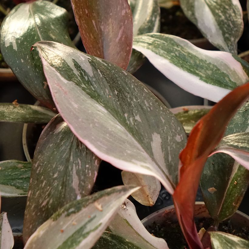 Philodendron Red Anderson - Filodendro (Fogliame)