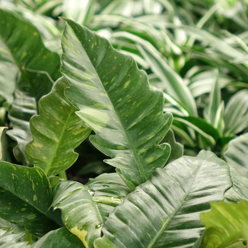 Filodendro - Philodendron Ring of Fire (Fogliame)